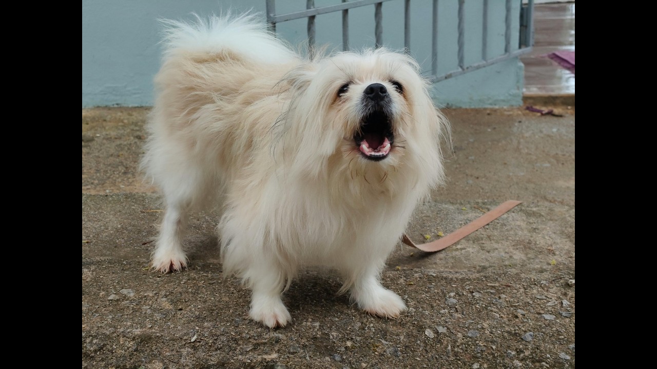 Dog Sounds Explained  What They Really Mean