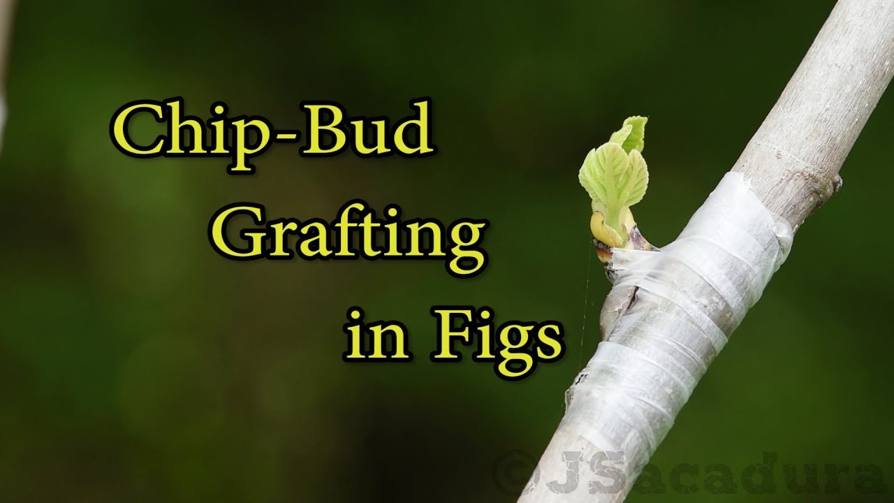 Grafting Fruit Trees | Chip-Bud Grafting Fig Trees | The easiest grafting technique there is