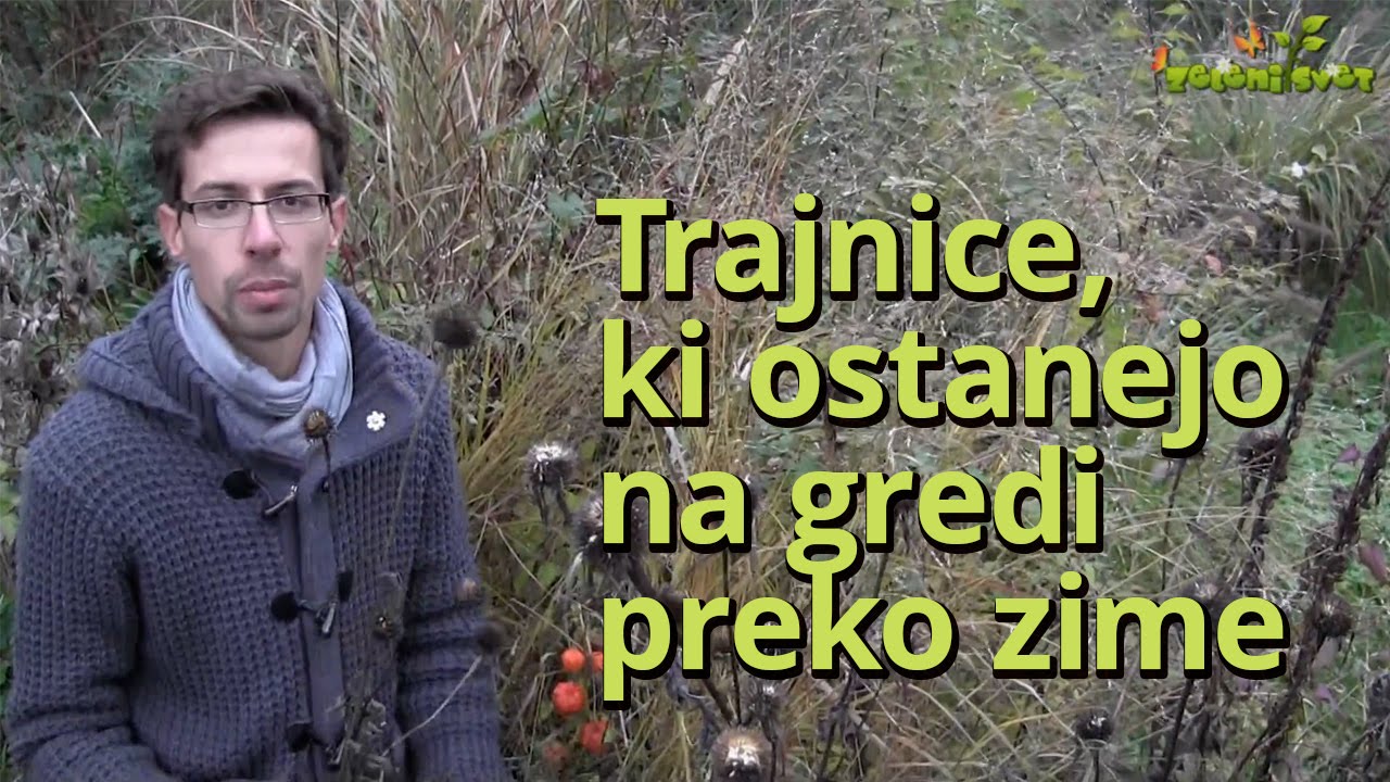 Trajnice, ki ostanejo na gredi preko zime