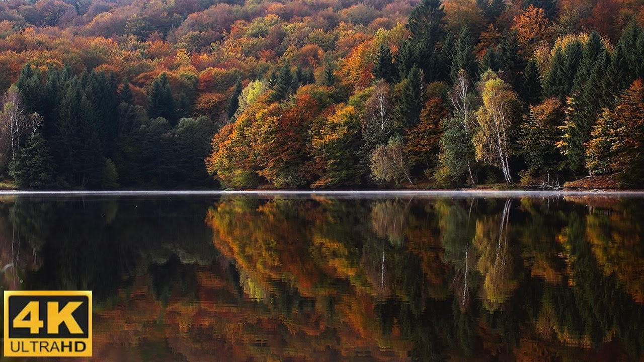 4K Autumn Forest - Relaxing Nature Video 🍁🍂 Incre&iacute;bles Colores de Oto&ntilde;o 🍁🍂