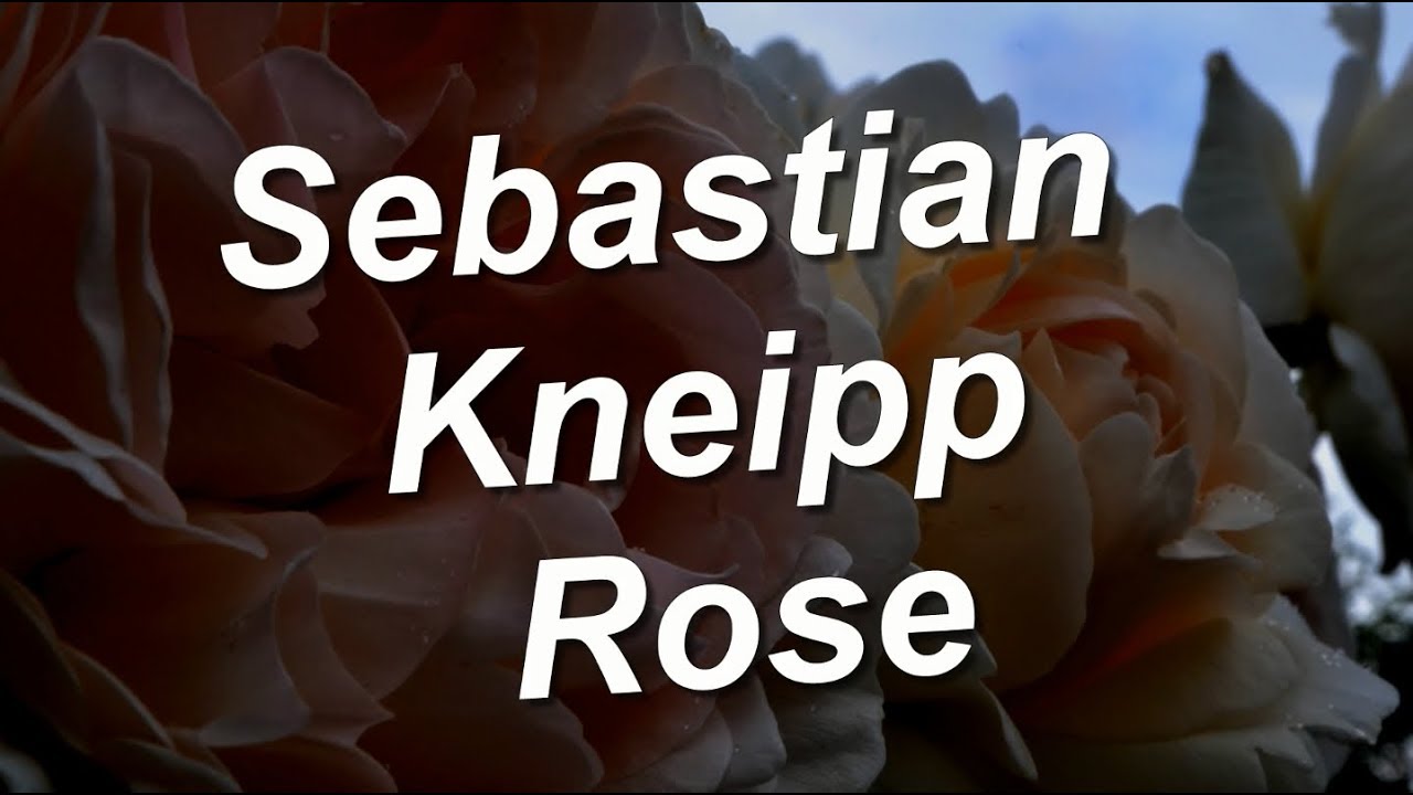 Роза Себастьян Кнайп (Sebastian Kneipp)  Кордес