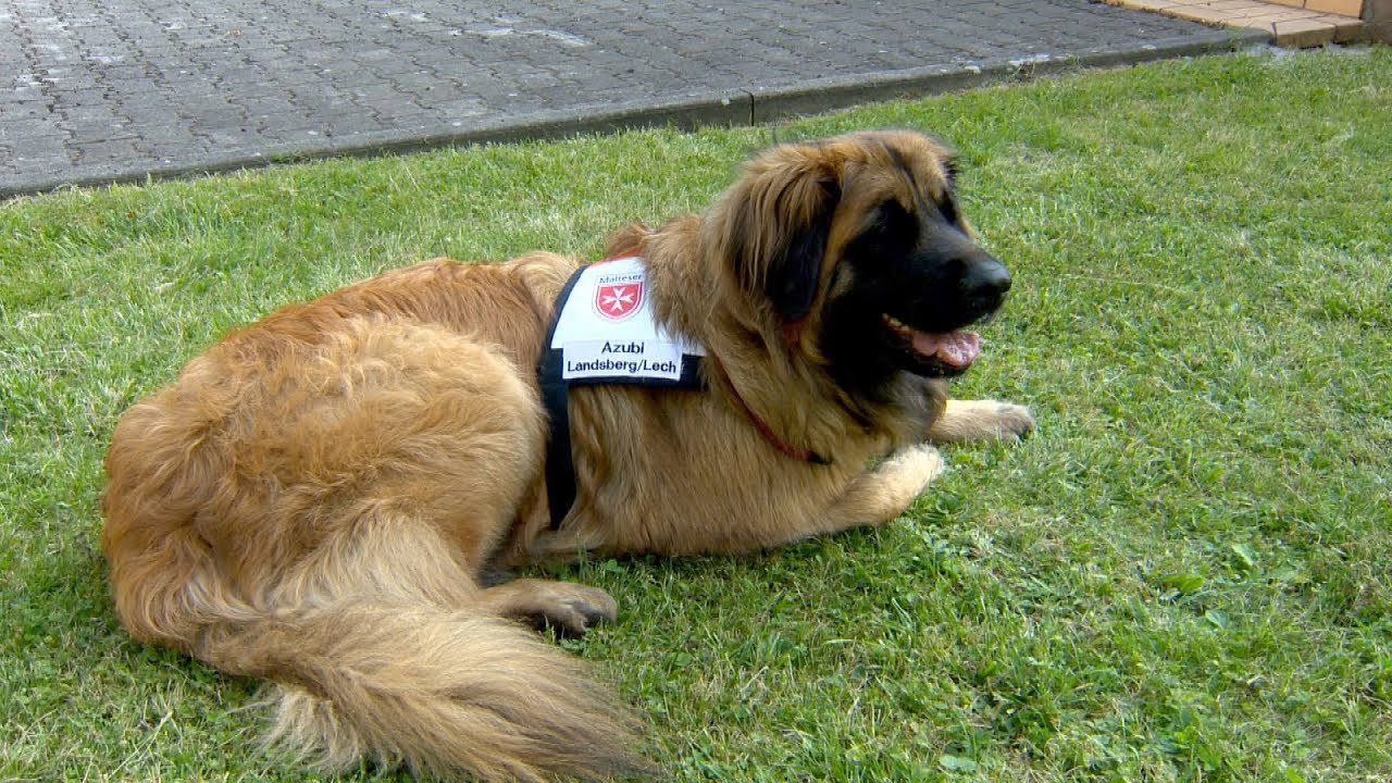 Malteser bilden Therapiehunde aus