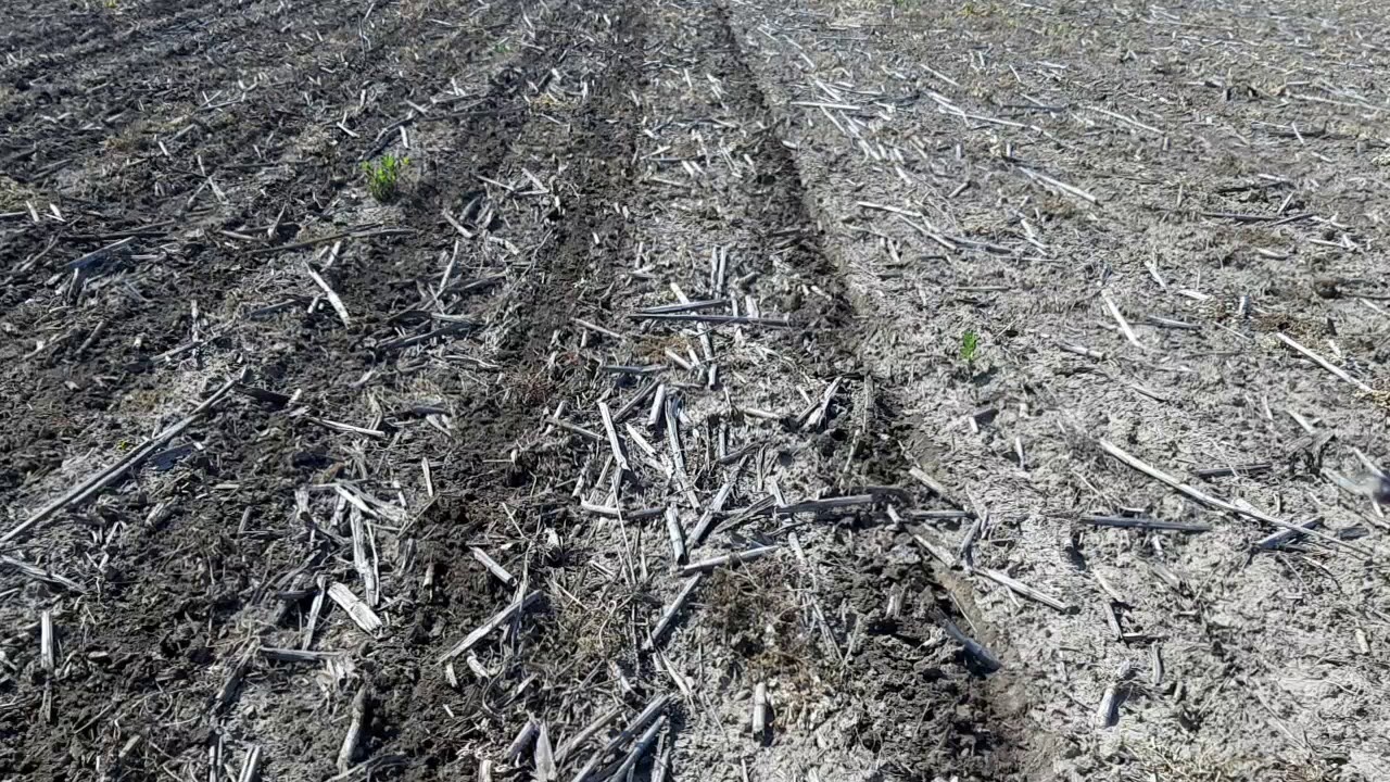 Szója direkt ültetése takarónövényes napraforgó után