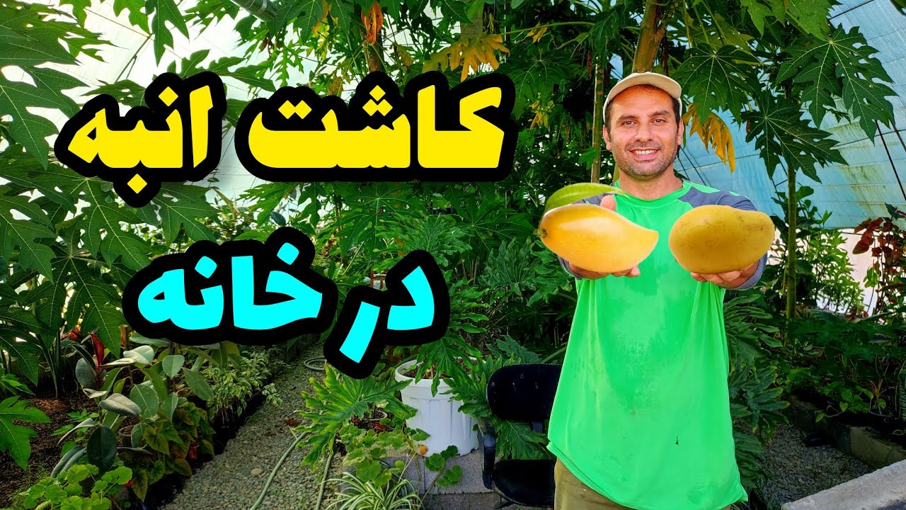 صفر تا صد کاشت انبه در خانه و نکات مهم