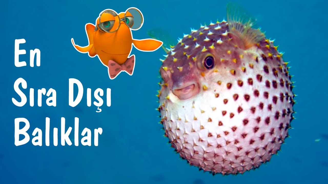 En Sıra Dışı Balıklar