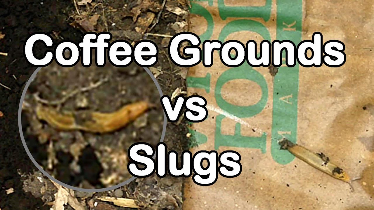 Slug Wars Trilogy pt. 1 - Coffee Grounds vs Slugs