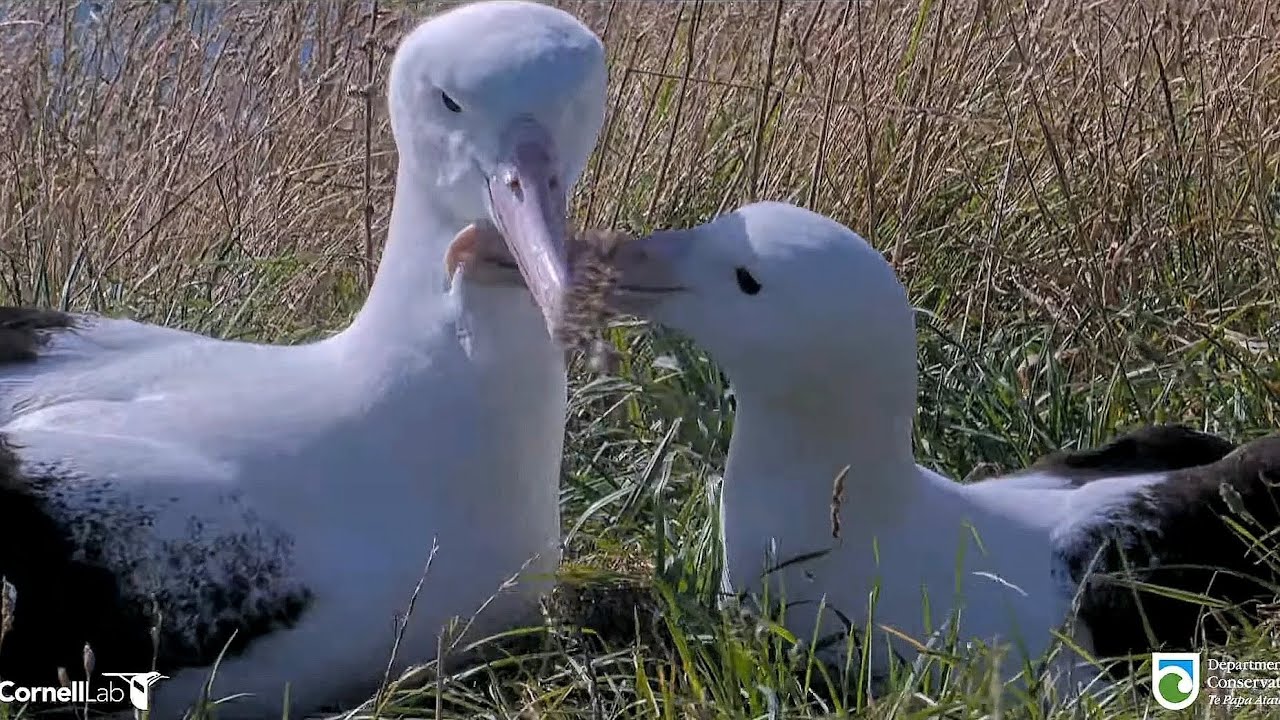 Royal Albatross - BOK❤️ is home just after one day on the ocean ! ... Sweet affection with WYL💙