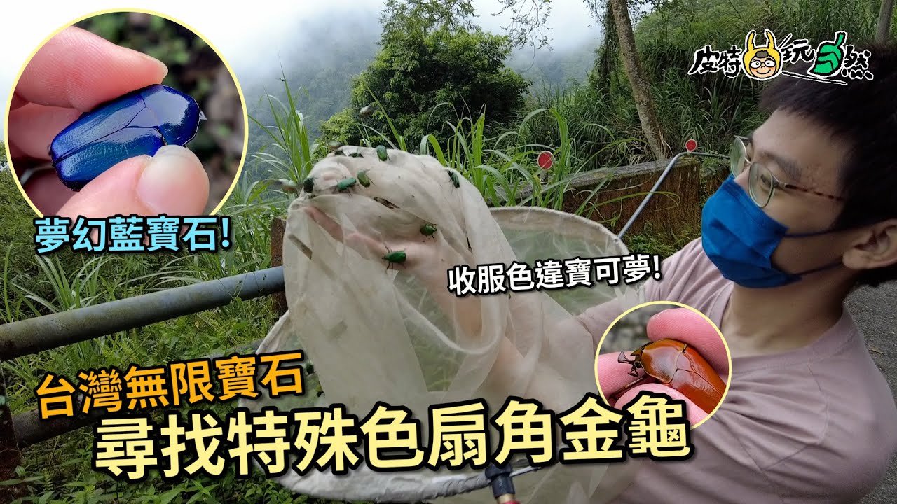 【皮特玩自然】無限寶石傳說！特殊色扇角金龜出沒，收服色違寶可夢！