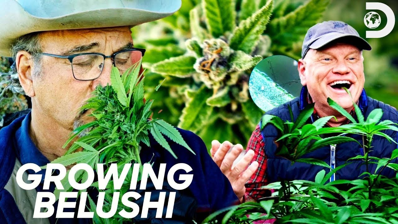 Growing Belushi Compilation | HD