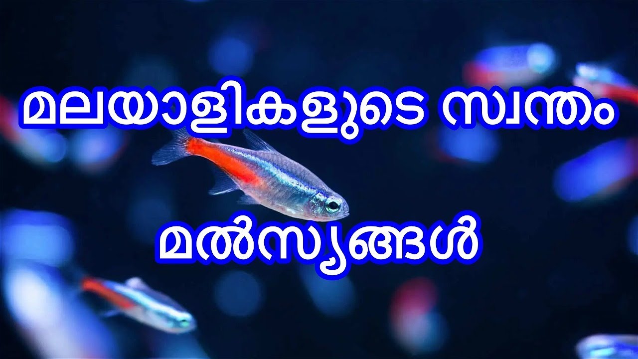 മലയാളികളുടെ സ്വന്തം മൽസ്യങ്ങൾ|Kerala Fishes|Fresh Water Fishes