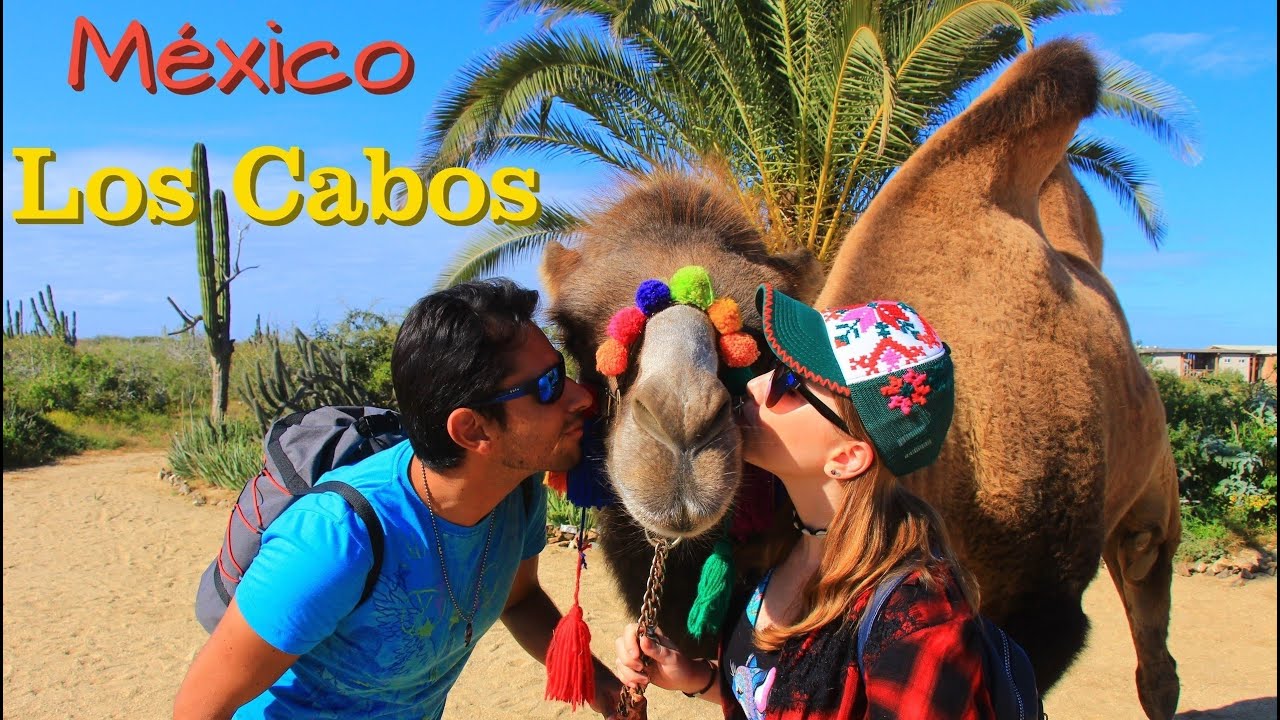 Los Cabos - Baja California Sur. Лос Кабос, Южная Нижняя Калифорния ( киты, морские котики,верблюды)