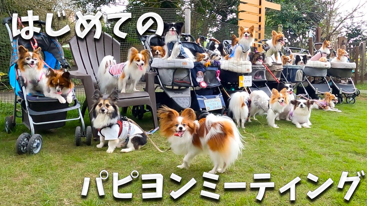 はじめてのパピヨンミーティング。パピヨンまみれになってきました。in ドギーズアイランド 千葉 #papillon  #パピヨン