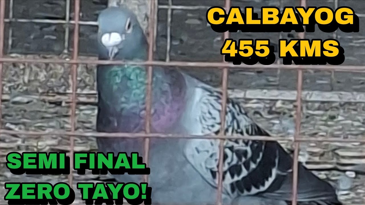 CALBAYOG SEMI FINAL NA ZERO TAYO! GRABE HIRAP MAGPAUWE! ARAY KO!