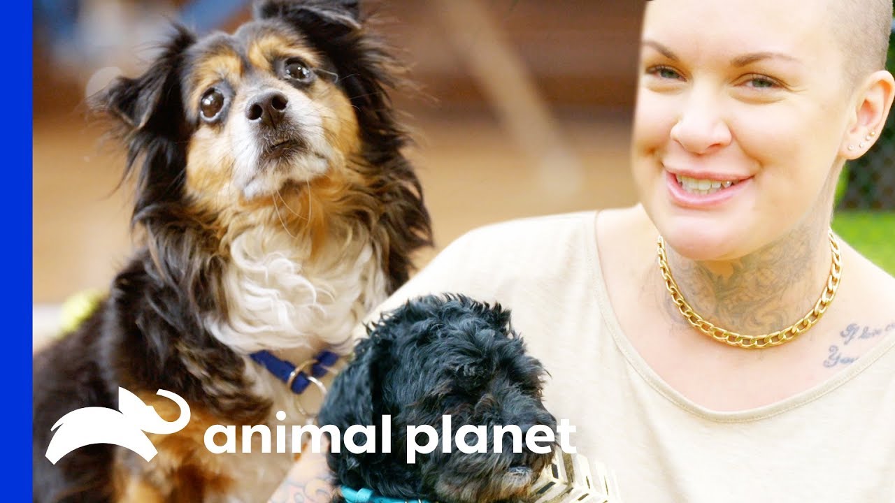 Mr. Rags & Mcgee Find Their Forever Homes | Amanda To The Rescue