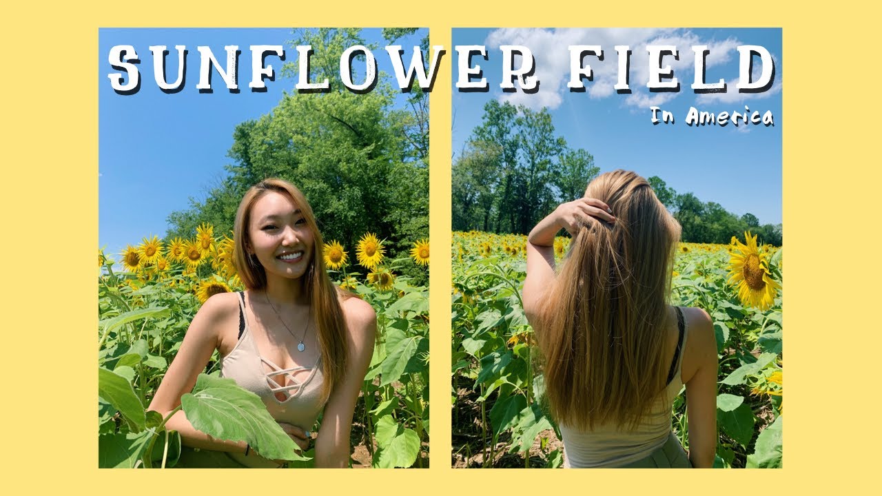 [Grace's Vlog #4] Sunflower Field Vlog in America // Grace나영