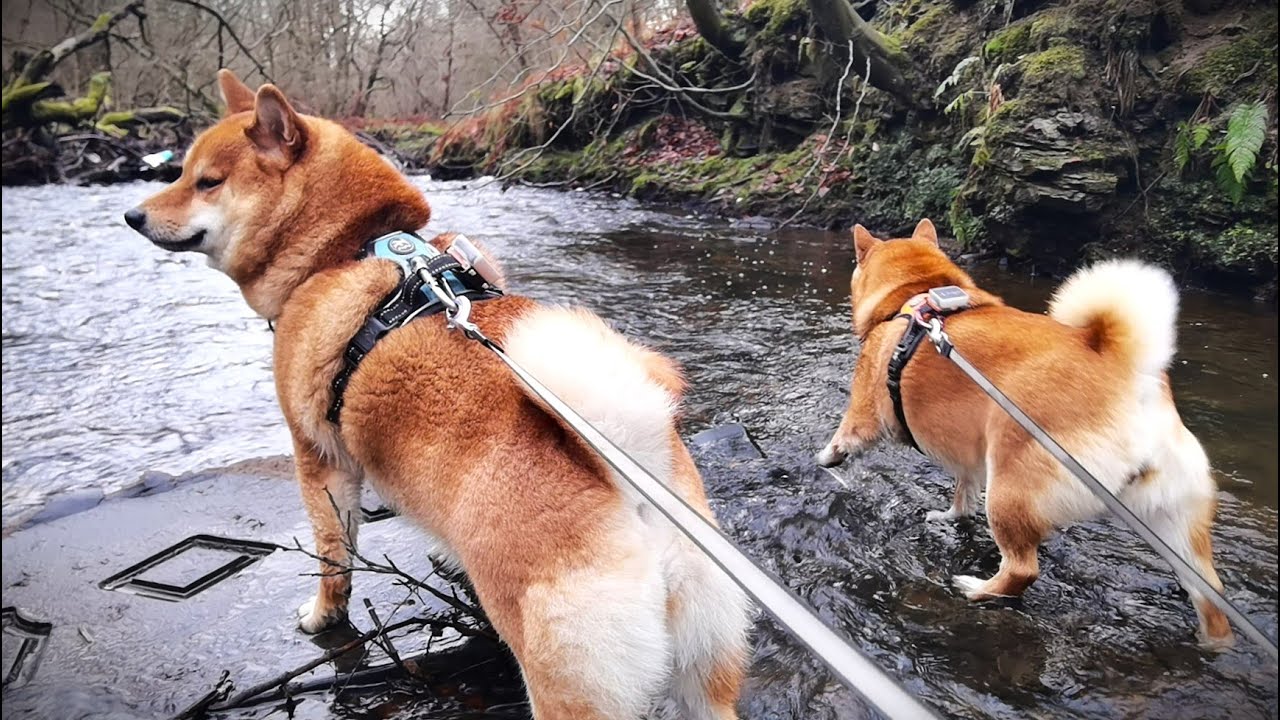 Shiba Inu - No Map. Two Guides.
