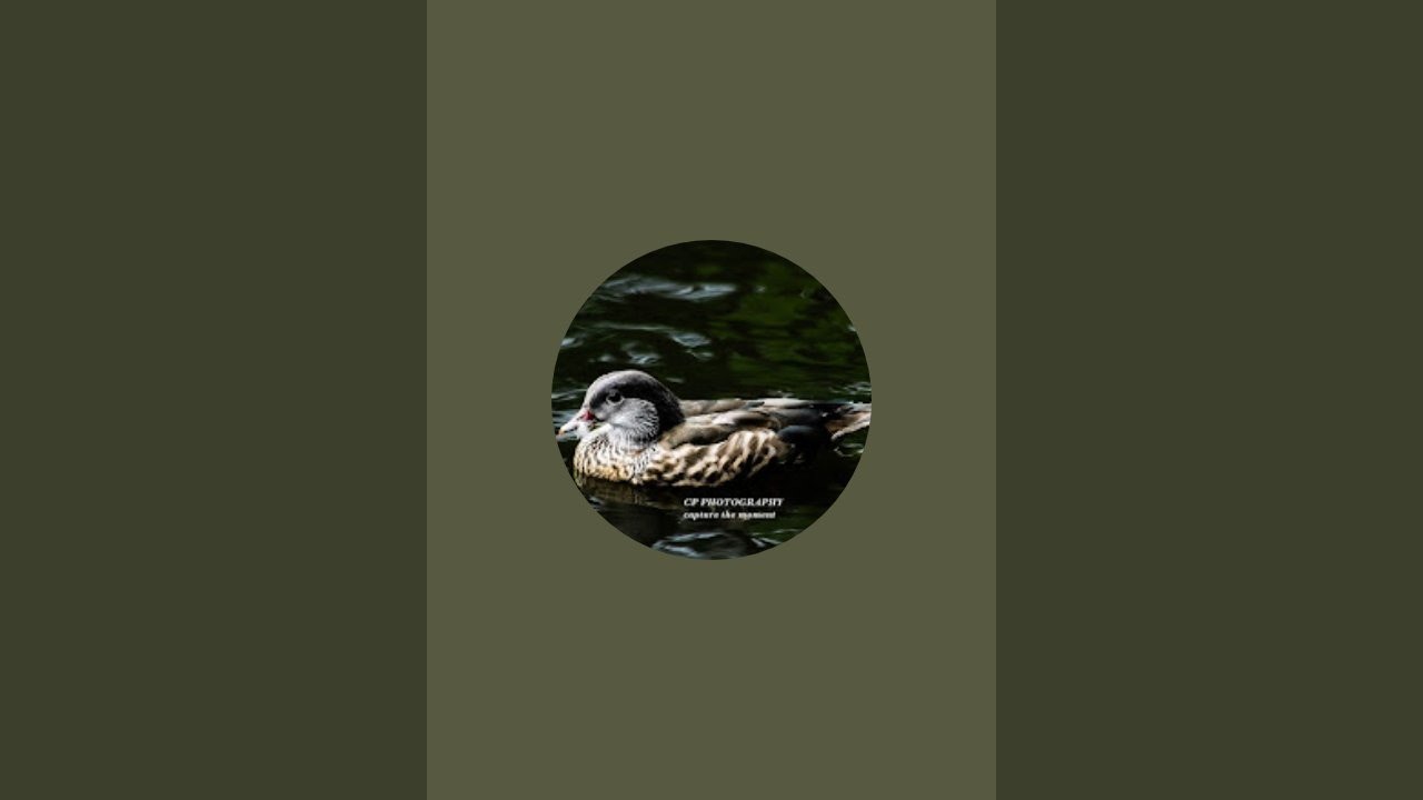 Wildlife and Nature is live
