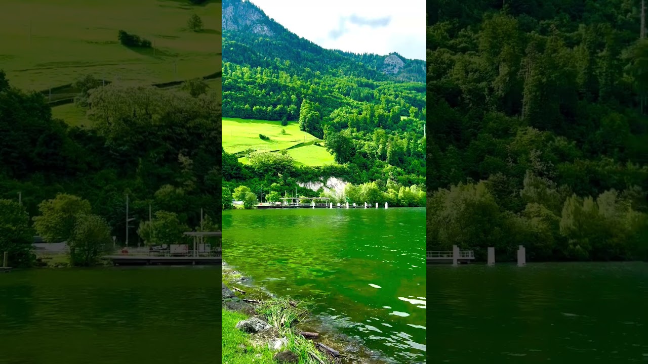 Evergreen Swiss 