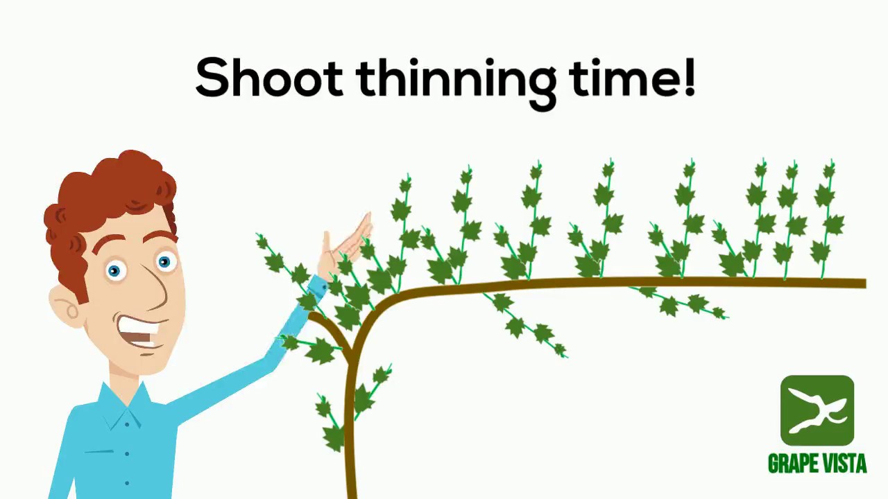 Grape Vista class: intro to shoot thinning