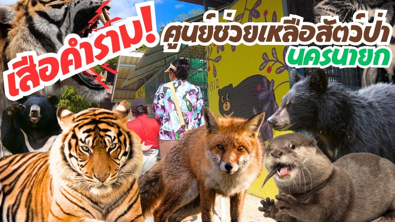 เสือคําราม! ดังแค่ไหนไปดูกัน ศูนย์ช่วยเหลือสัตว์ป่าที่ 1 นครนายก เสือเยอะและตัวใหญ่มาก !