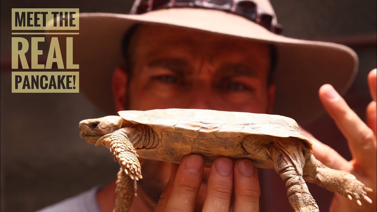 The World's FLATTEST Tortoise!
