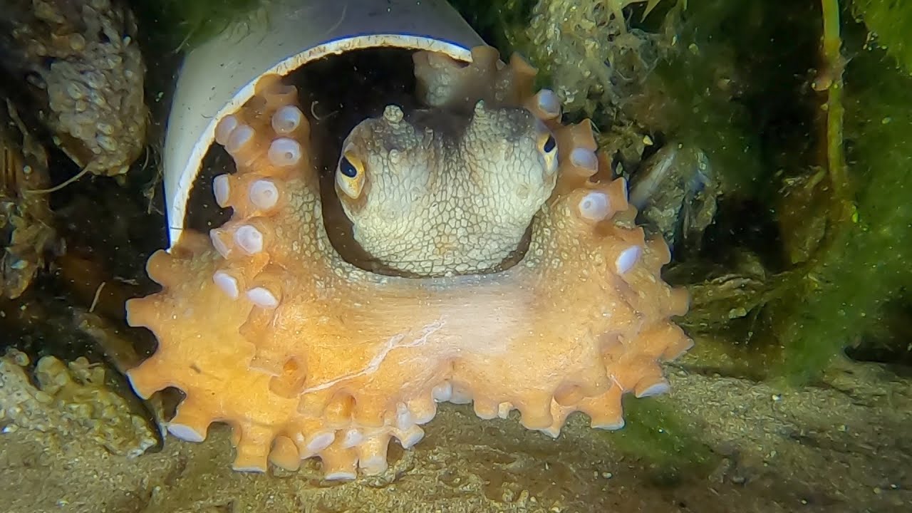Octopus eggs hatching #2