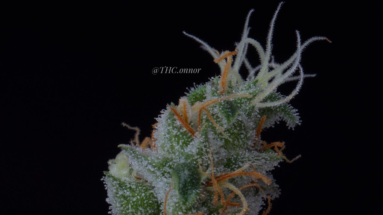 Orange Turbo Diesel Macro Spin by @THC-onnor
