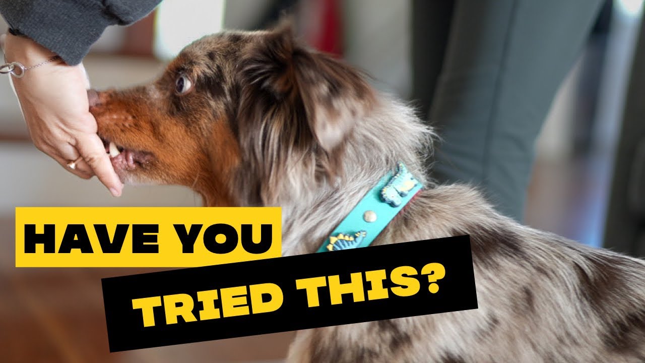UNLEASH Your Dog’s Potential: HOW to LURE Your Dog 🍪