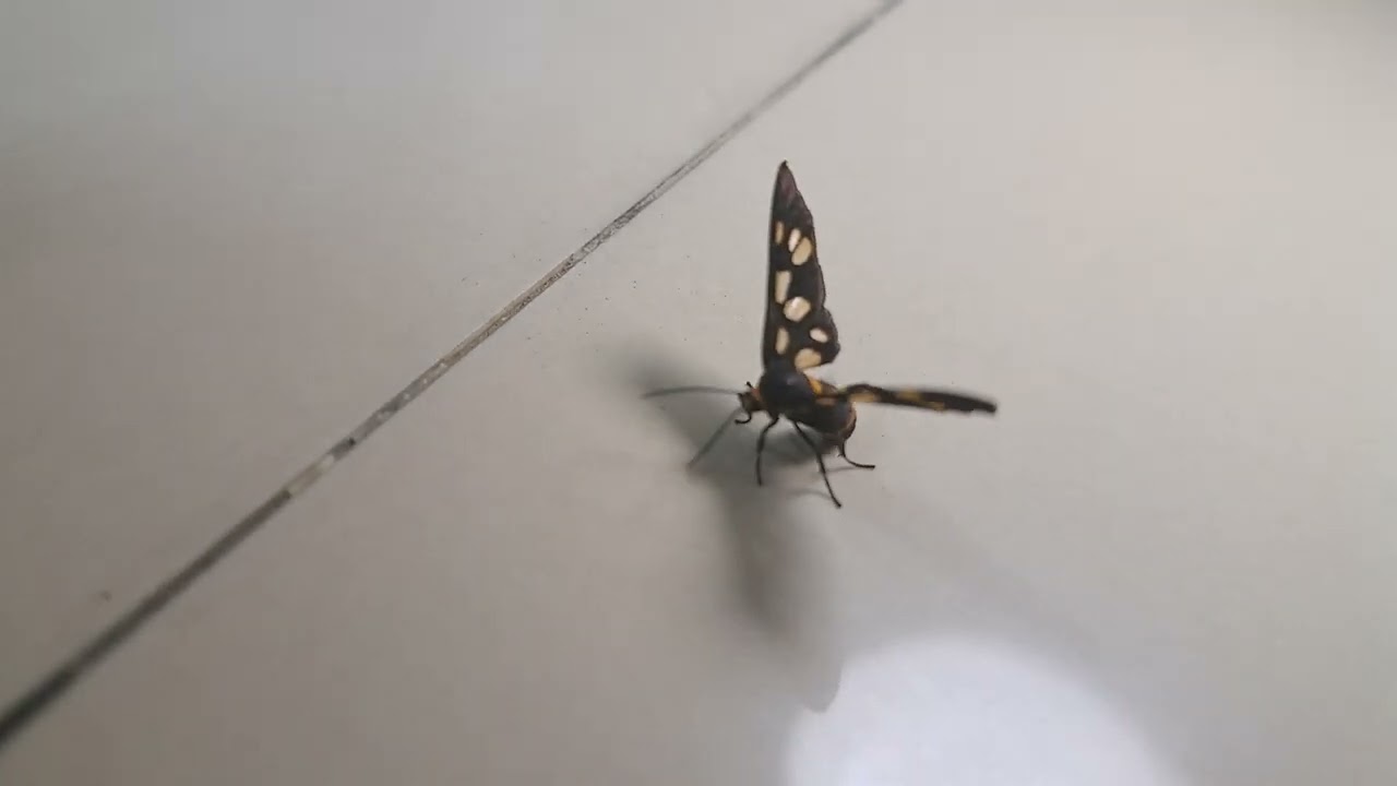 A high(?)/injured bug(?)/bee(?)
