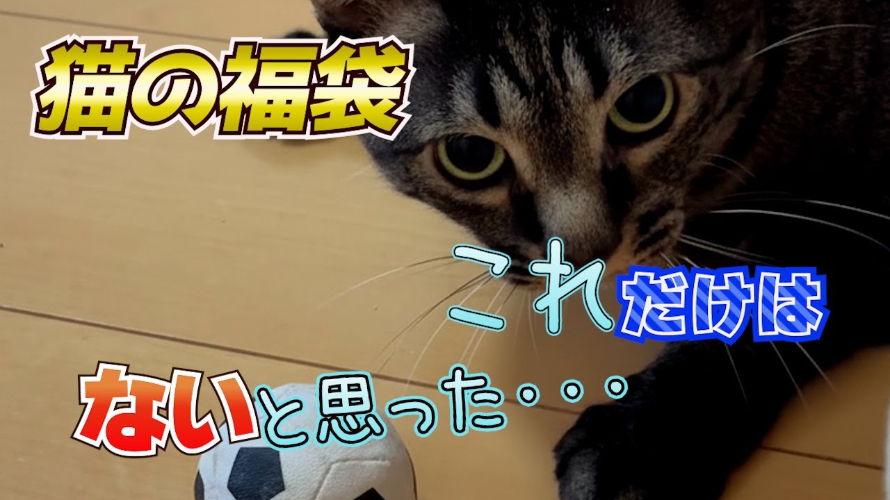 猫の福袋を開けたら、絶対ハマらないと思ってたおもちゃに夢中になった
