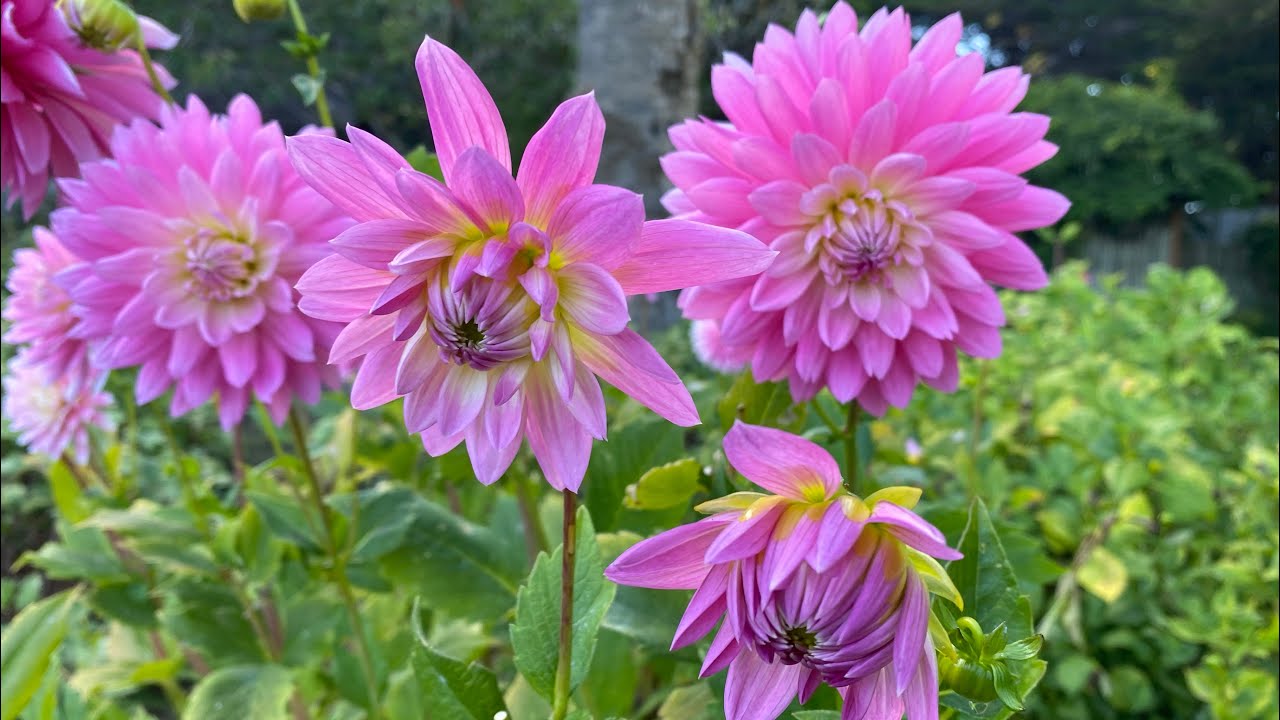 Sequoia park dahlia tour with music end of September