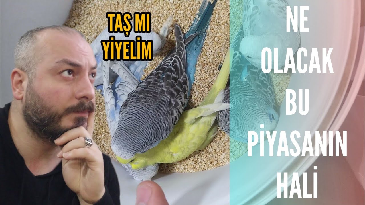 2023 Muhabbet Kuşu Fiyatları l Ne Kadar Olmalı l Gider Hesaplaması l Vlog
