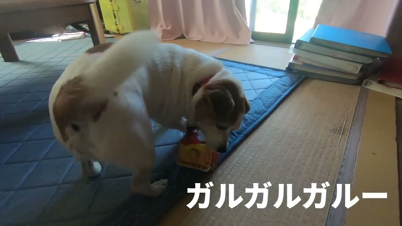ジャックと狆のミックス犬