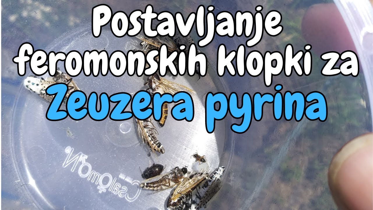 Postavljanje feromonskih klopki za Zeuzera pyrina