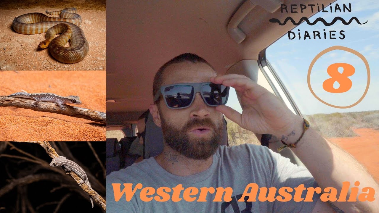 The elusive Woma of Western Australia....what a python! Field herping in Shark Bay.