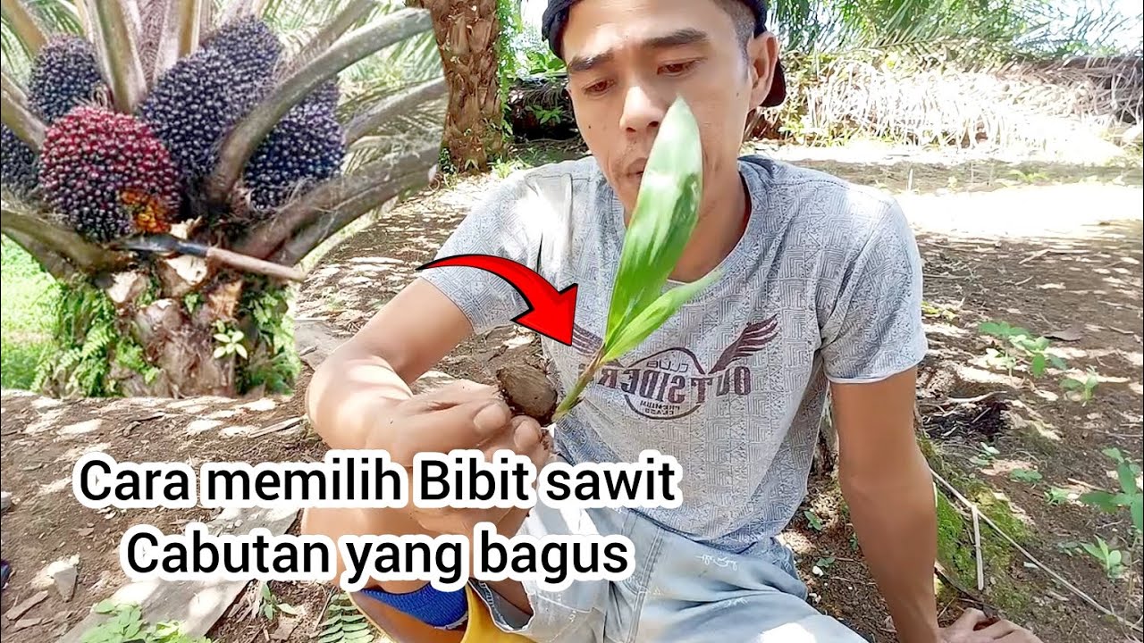cara memilih Bibit sawit cabutan yang bagus untuk petani sawit kurang modal