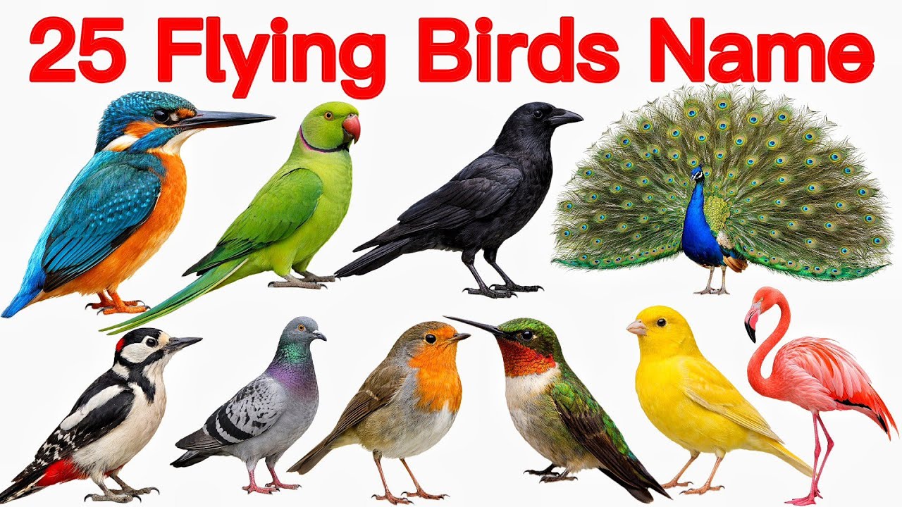 25 Birds Name English to Hindi | पंछियों के नाम | Bird Name | Birds Name & Sound & Pictures 