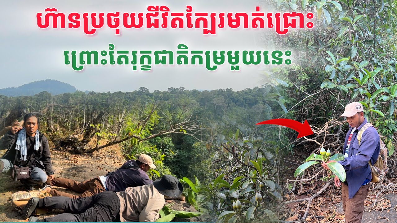 ហ៊ានប្រថុយជីវិតក្បែរមាត់ជ្រោះព្រោះតែរុក្ខជាតិកម្រមួយនេះ