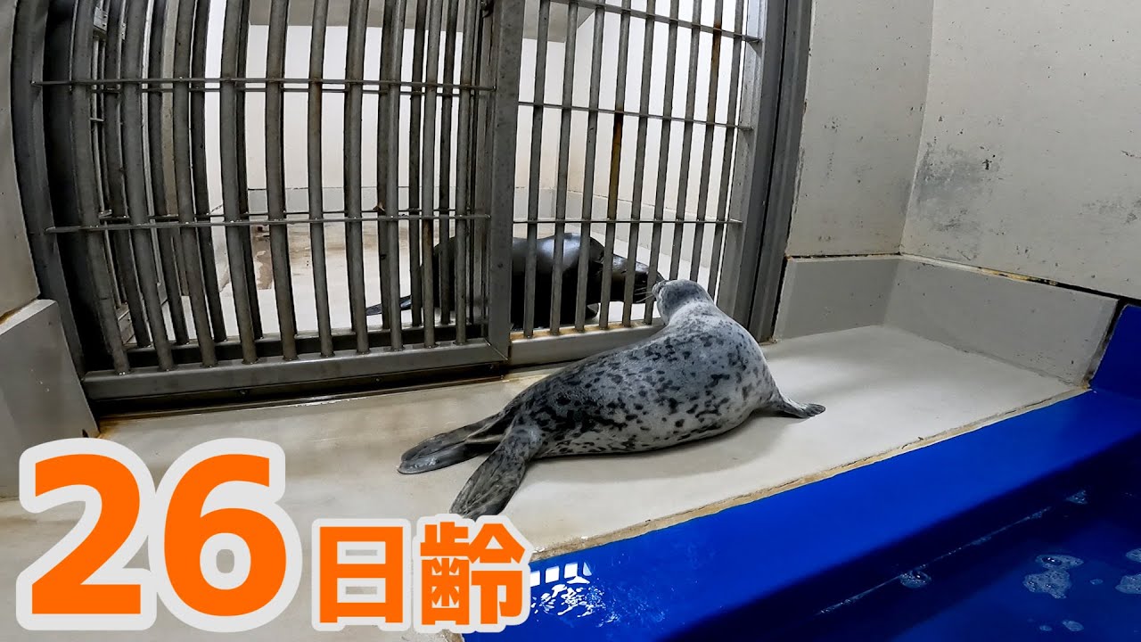 【アザラシ成長記録】赤ちゃん一日お引越し！アシカとの初対面　26日齢