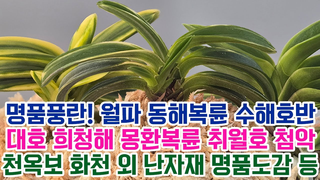 명품풍란! 월파 동해복륜 수해호반 대호 희청해 몽환복륜 취월호 첨악 천옥보 화천 외 난자재 명품도감 등 [꽃밭에서 난원]