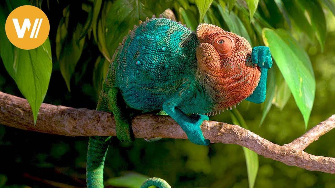 This chameleon loves to eat! 🦎😂