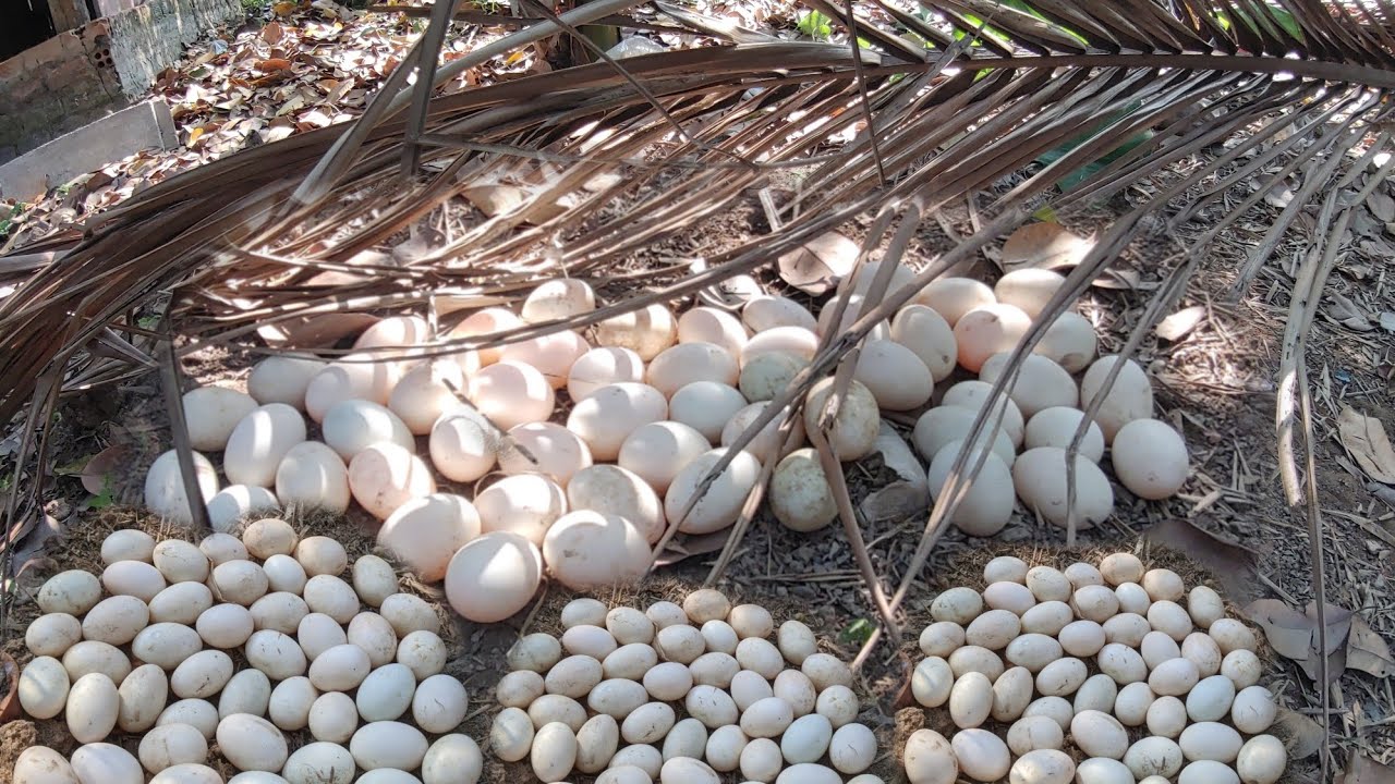 Wow Wow! Unique Duck Egg Collection Under a Palm Leaf by an Expert