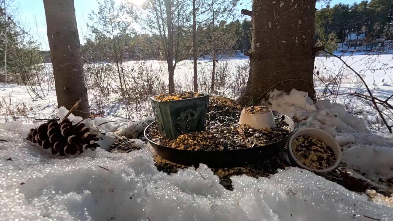 Maine in February. Chickadees and (eventually) Sunshine.