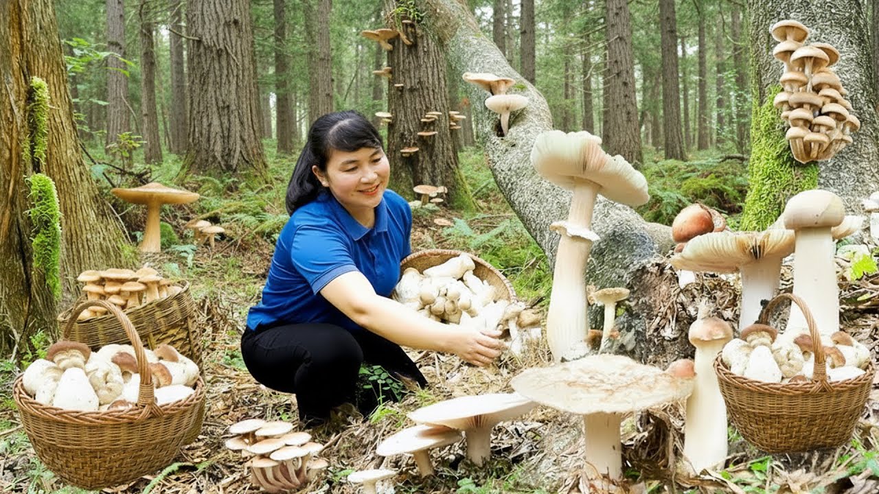 Harvest King Oyster Mushroom, Goes To Market Sell - Harvesting and Cooking | Daily Life