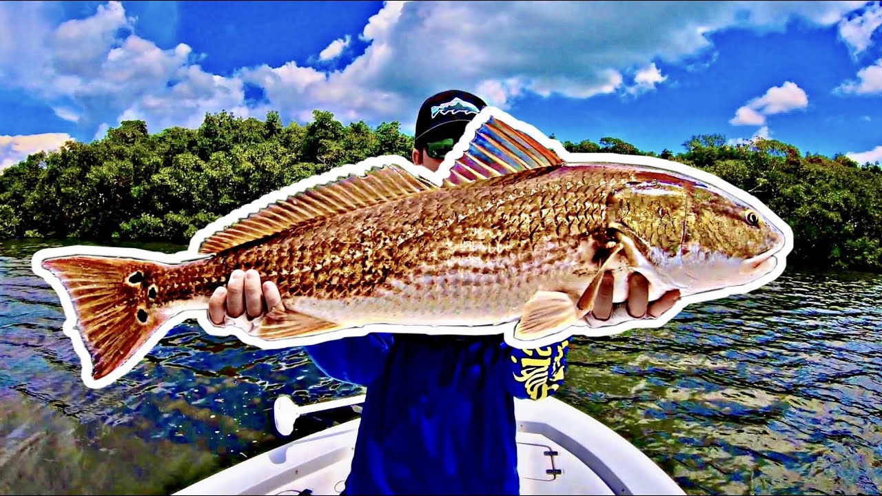 Catching a TROPHY REDFISH (Massive)