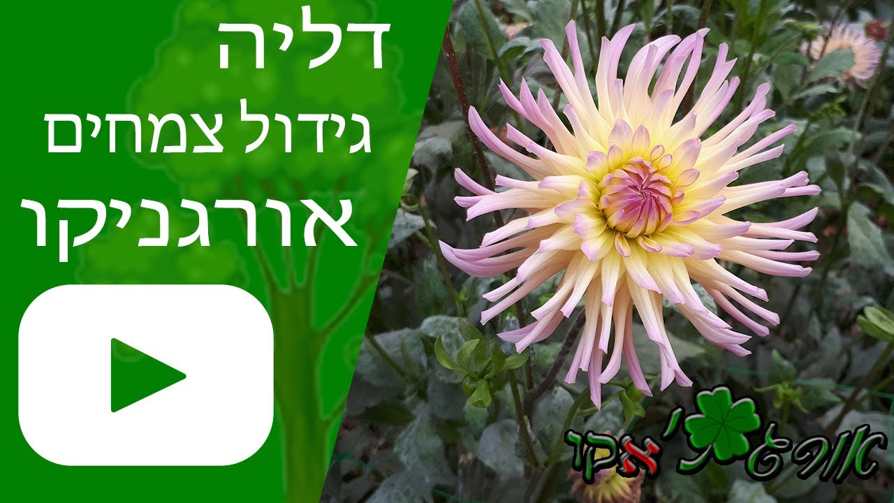 דליה מגוון צבעים וצורות - גידול צמח - אורגניקו