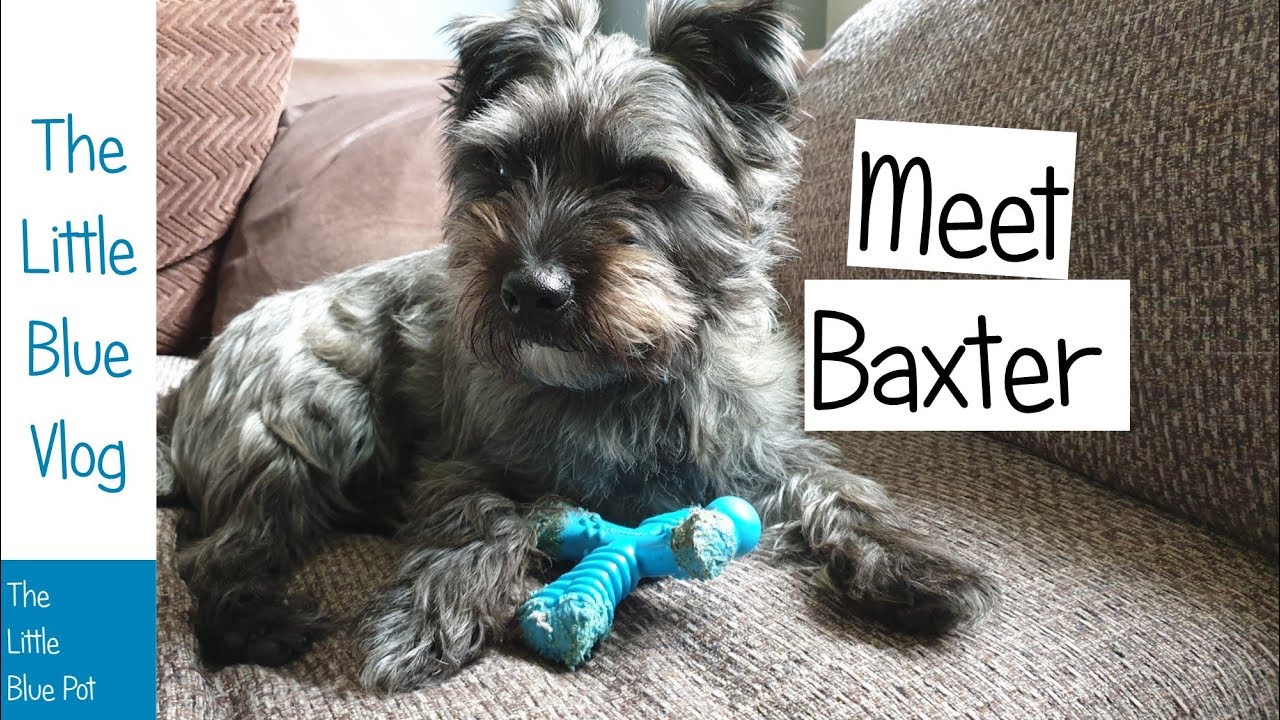 Meet Baxter our temporary house guest