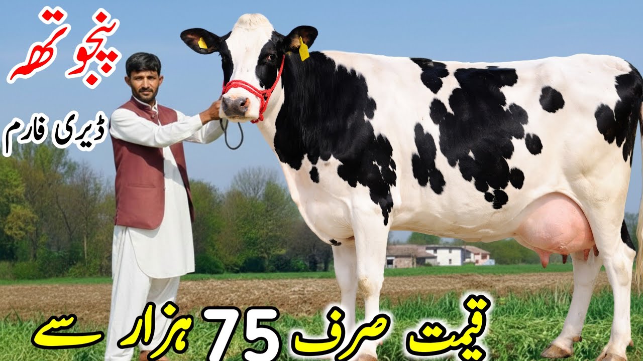 Punjotha dairy Farm | Imported Hf Cows for sale in Punjab Pakistan 2026 new video 