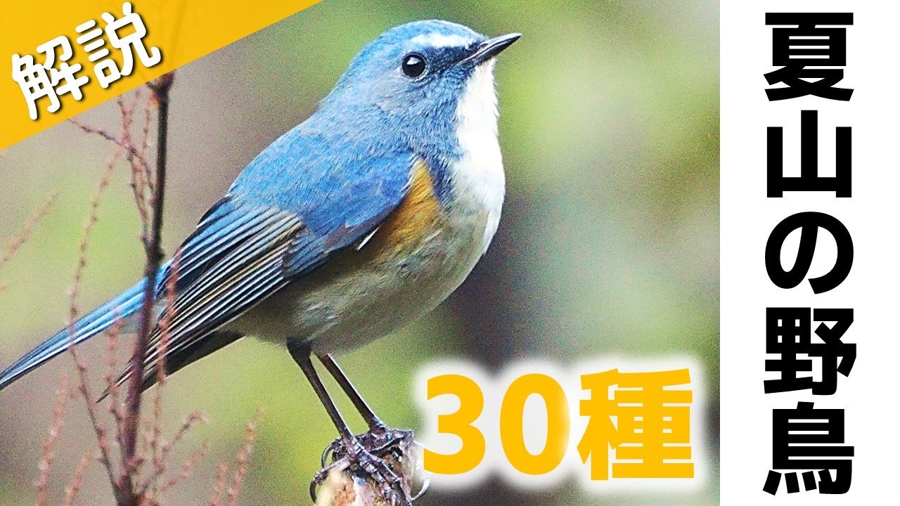 解説！夏山で見る鳥30種【鳴き声】＜登山×野鳥図鑑＞