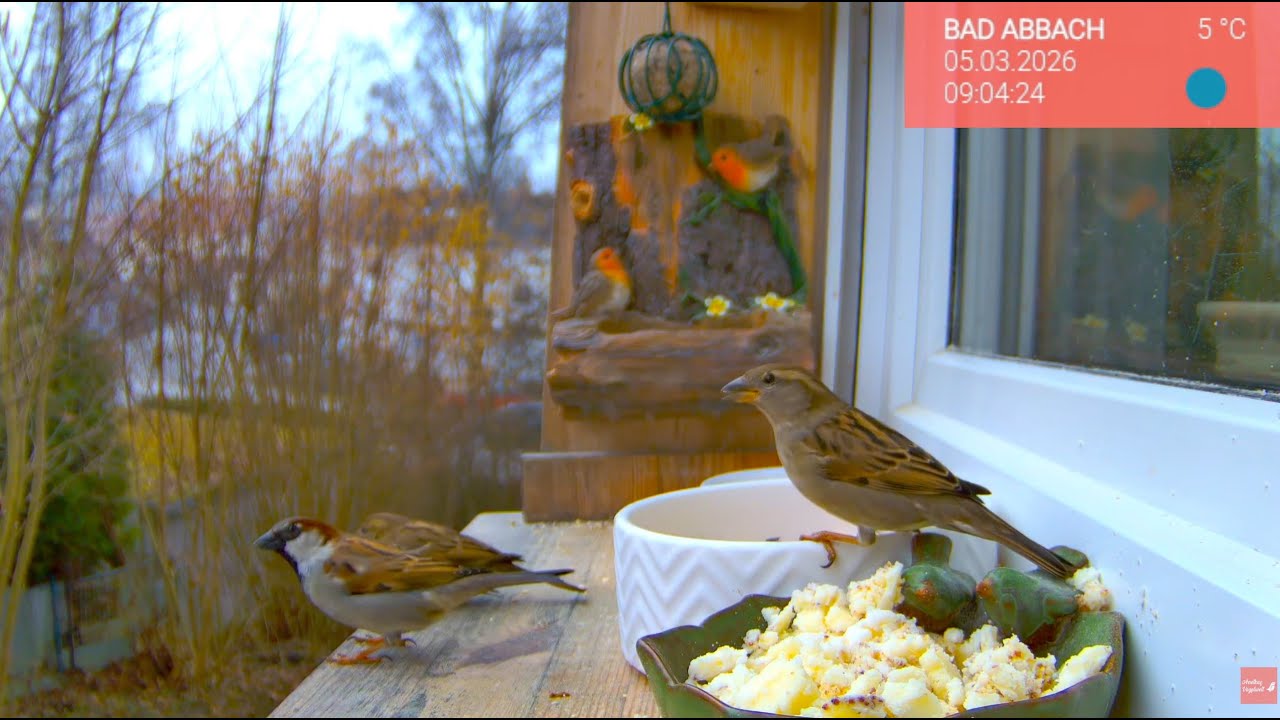 06.03. Fensterbrettmomente 🐦 Vogelwelt live erleben
